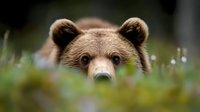 Close up portrait of brown bear peeking through grass and wildflowers in natural habitat, showing curious expression and focused eyes against blurred background.