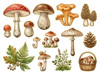 Mushroom and fungi botanical illustration with various species including red toadstool, chanterelle, and puffball types alongside fern leaves and wicker basket. Vintage engraving style artwork.