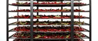 Red chili peppers drying on stacked metal trays in a commercial dehydration facility for food processing and preservation.
