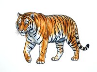 Tiger walking forward with orange and black stripes, isolated on white background. Suitable for wildlife education, children's books, and design projects.