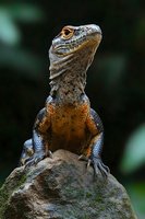 Majestic iguana with detailed scales and bright orange eyes perched on moss-covered rock in natural habitat. Wildlife photography for nature and reptile content.