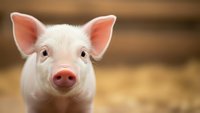 Adorable young pig with pink ears and snout looking directly at camera in warm barn setting for agricultural and farm animal content.