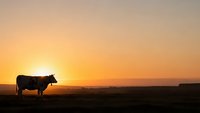 Silhouette of cow grazing in pasture during golden hour sunset with warm orange sky and peaceful rural landscape for agriculture and farming concepts.