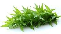 Fresh green bamboo leaves arranged in line on white background, showing natural texture and vibrant color. Isolated botanical element for design use.