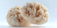 Fluffy cream-colored lion's mane mushroom with textured surface on white background, useful for culinary, health, and natural medicine content.