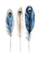 Three isolated peacock feathers with ornamental eye markings in blue, tan, and navy tones on white background. Suitable for design, clipart, and decorative projects.