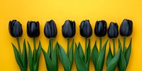 Black tulips arranged in row on vibrant yellow background. Fresh spring flowers with green leaves creating minimal modern composition for seasonal decoration.