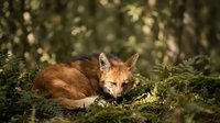 Red fox resting on mossy forest floor in natural woodland habitat with soft sunlight filtering through trees creating peaceful wildlife scene.