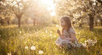 Young Caucasian girl in floral dress blowing dandelion in sunny spring orchard with blooming trees and golden light.