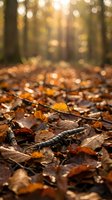 Autumn forest floor covered with fallen leaves and twigs in warm golden sunlight with bokeh background for seasonal nature designs.