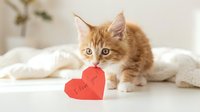 Adorable orange tabby kitten with blue eyes sitting beside red paper hearts on white bedding, perfect for Valentine's Day greeting cards and romantic designs.