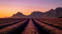 Lavender field rows stretching toward dramatic mountain range during golden hour sunset with purple and orange sky creating peaceful agricultural landscape.