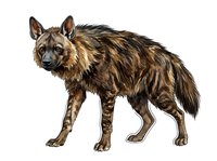 Spotted hyena with brown and tan fur standing in profile on white background, isolated wildlife animal illustration for educational and design use.