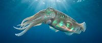 Cuttlefish swimming in deep blue ocean water with sunlight rays filtering through surface creating dramatic underwater marine life scene for educational content.