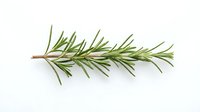 Fresh rosemary sprig with green needle-like leaves on brown stem, isolated on white background for culinary, cooking, and herb design projects.