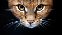 Close up portrait of mysterious cat face emerging from darkness with glowing amber eyes and prominent whiskers against black background, dramatic lighting creates moody atmosphere.