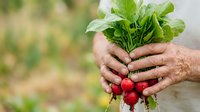Farmer holding fresh red radishes with green leaves in hands, harvested from organic garden or farm field.