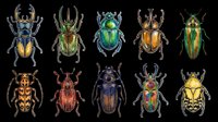 Colorful beetles and insects collection isolated on transparent background, ready for clipart, t-shirt design, stickers, print-on-demand products, and sublimation projects.