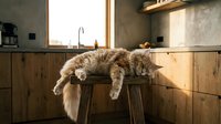 Tabby cat relaxing on wooden kitchen counter near sink with natural sunlight streaming through window, domestic pet lifestyle scene.