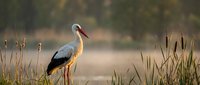 White stork standing in wetland marsh with tall reeds and cattails during golden hour sunset light for wildlife photography and nature conservation.