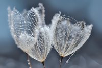 Delicate dandelion seeds covered in morning dew drops create intricate natural patterns, showcasing fragile crystalline structures against soft blue background.