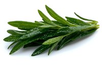 Fresh green rosemary sprig with water drops isolated on white background, aromatic culinary herb macro photography for cooking and food design.