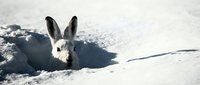 Arctic hare with white winter coat sitting in snow drift against pristine snowy landscape. Wildlife adaptation to cold climate and seasonal camouflage.