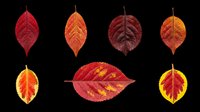 Autumn leaves in various shades of red, orange, and yellow isolated on transparent background. Ready for t-shirt designs, clipart, stickers, sublimation, and print-on-demand projects.