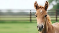 Adorable chestnut foal with bright eyes standing in green pasture with wooden fence, young horse colt in countryside farm setting for equestrian content.