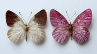 Two elegant butterflies displayed side by side, one with cream and brown wings, the other with pink patterned wings, showcasing delicate wing structures and natural patterns.