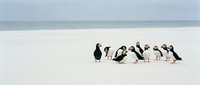 Group of Atlantic puffins gathering on pristine white sandy beach with ocean waves in background, seabirds in natural coastal habitat for wildlife photography.