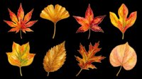 Autumn leaves set in warm red, orange, and gold tones, isolated on transparent background. Ready for T-shirts, stickers, clipart, sublimation, and print on demand.
