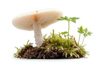 White mushroom growing in soil with green plants and moss, isolated on pure white background for nature and botanical designs.