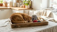 Ginger cat sleeping in wooden tray with decorative items on bed, cozy bedroom interior with plants and natural light for home decor and lifestyle content.
