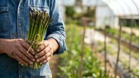 Farmer holding fresh asparagus bunch in hands at vegetable garden with greenhouse in background, organic farming and harvest concept.