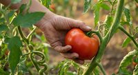 Senior farmer hand carefully harvesting fresh ripe red tomato from vine in organic vegetable garden during summer growing season for healthy food production.