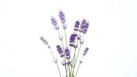 Fresh lavender flowers bouquet isolated on white background for aromatherapy spa wellness natural herbal medicine organic skincare products design.