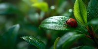 Red ladybug resting on fresh green leaf with water droplets in natural garden setting. Macro photography showcasing spring nature and beneficial insects.