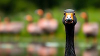 Curious magpie goose close-up portrait with blurred pink flamingos in background, showing distinctive black feathers and orange beak against natural wetland setting.