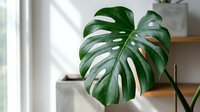 Large green monstera deliciosa leaf with natural splits and holes in bright modern interior with wooden shelves and natural sunlight streaming through window.