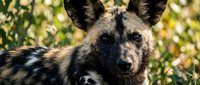 African wild dog portrait with distinctive mottled coat pattern in natural habitat. Wildlife photography showcasing endangered painted dog species.