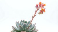 Succulent plant with pink and orange flowering stem isolated on white background, ready for design projects, botanical illustrations, and decorative applications.