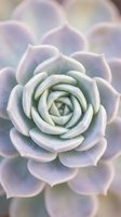 Pastel purple and green succulent plant with rose-like layered petals in soft natural lighting for botanical and wellness designs.
