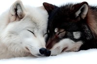 Two sleeping wolves with black and white fur touching noses while resting in snow, showing tender animal behavior and natural wildlife bonding moment.