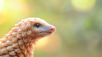Close-up profile of pangolin head with distinctive scales and pointed snout against soft bokeh background, showcasing this endangered mammal species.