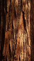 Natural wood bark texture with deep grooves and rich brown tones for rustic design projects and organic backgrounds.