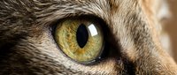 Extreme close-up of a tabby cat eye with vivid green and gold iris, sharp pupil detail, and textured fur in soft bokeh background.