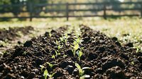 Young seedlings sprouting from rich soil in organized garden rows with wooden fence in background, suitable for agriculture, farming, gardening, and sustainability content.