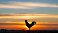 Rooster silhouette crowing at sunrise with dramatic orange and yellow sky clouds over rural landscape horizon for farm and agriculture concepts.