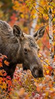 Young moose calf portrait among vibrant autumn foliage with golden yellow and orange leaves creating natural wildlife habitat scene for nature photography.